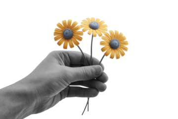 A grayscale hand gently holds three vibrant yellow flowers with gray centers, a delicate and artistic image. background removed