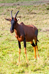 Topi (Damaliscus lunatus), Maasai Mara National Reserve, Kenya, Africa