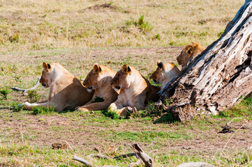 Resting Lions (Panthera leo), Maasai Mara National Reserve, Kenya, Africa