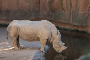 White Rhinoceros
