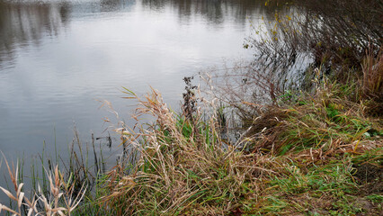 grass and water, autumn nature