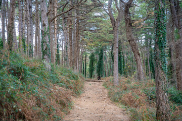 Green deep forest in mountain near bay Boka and Kotor town in Montenegro in winter time