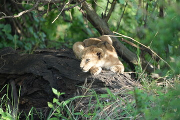 pair of baby lions (lion cubs) hiding under foliage and sitting on a rock, tranquil cute background