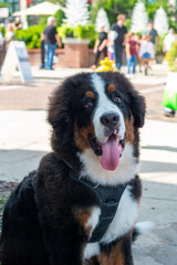 A portrait of a large Bernese Mountain Dog with its mouth open and a long pink tongue hanging out. The friendly dog has long black, brown, and white fur. Its eyes are black. Its head is flat.