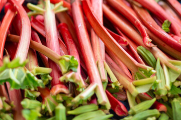 A closeup of a bunch of vibrant red stalks of rhubarb for sale at a farmer's market. The raw root vegetable is sour tasting, tarty, crunchy and ripe. The rhubarb has small green leaves at the top. 