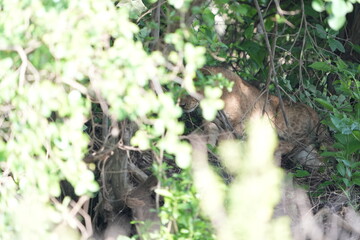 pair of baby lions (lion cubs) hiding under foliage and sitting on a rock, tranquil cute background