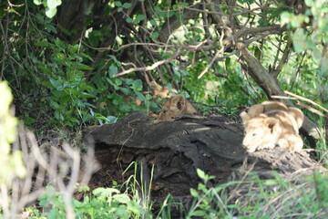 pair of baby lions (lion cubs) hiding under foliage and sitting on a rock, tranquil cute background