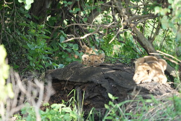 pair of baby lions (lion cubs) hiding under foliage and sitting on a rock, tranquil cute background