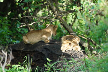 pair of baby lions (lion cubs) hiding under foliage and sitting on a rock, tranquil cute background