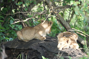 pair of baby lions (lion cubs) hiding under foliage and sitting on a rock, tranquil cute background