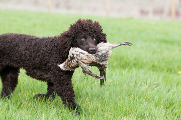 Irish Water Spaniel