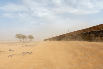 Africa, Morocco, Erg Chebbi. Sandstorm over desert trees and wall.