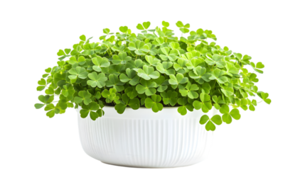 Lush Green Clover Plant in White Pot  Spring  Nature  Botany  St  Patrick s Day