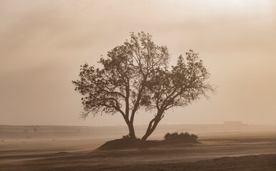 Africa, Morocco, Erg Chebbi. Tree and sandstorm over desert.