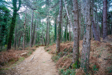 Green deep forest in mountain near bay Boka and Kotor town in Montenegro in winter time
