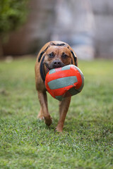 Africa, Pitbull che gioca con la palla in Giardino