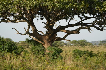 lion laying in a tree in the serengeti national park tanzania
