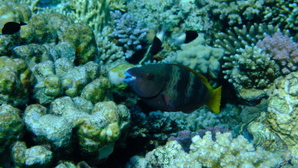 Rusty parrotfish (Scarus ferrugineus) female undersea, Red Sea, Egypt, Sharm El Sheikh, Montazah Bay