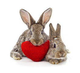 Two rabbits with heart.