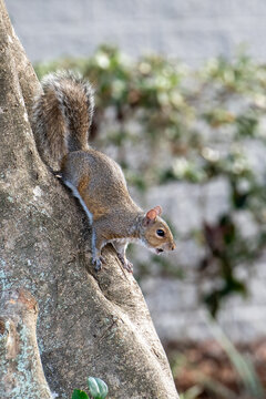 A wild tree squirrel descending down the bark of a tree with nuts in its mouth. The adult squirrel has grey, brown, and white fur, large eyes, a striped fluffy tail with a fold, and sharp claws.