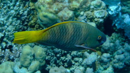 Rusty parrotfish (Scarus ferrugineus) female undersea, Red Sea, Egypt, Sharm El Sheikh, Montazah Bay