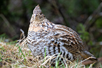 A male ruffed grouse or carpenter bird walking in an open space. The medium sized wild bird has gray, black, and white tipped feathers. There's a bright red comb over its eye and black ruff feathers. 