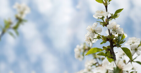 Flowering cherry trees close up. Spring blooming. Natural background. Space for text. Banner or header. Copy space