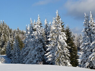 Snow-covered pine trees under a clear blue sky.  Serene winter landscape in bright sunlight. Nature background. Copy space. Forest in the mountain with fresh snow.