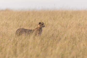 Gepard in der Savanne