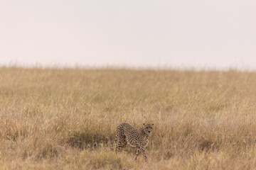 Gepard in der Savanne