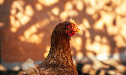 Detailed Portrait of a Brown Hen in a Farmyard Environment During Daylight
