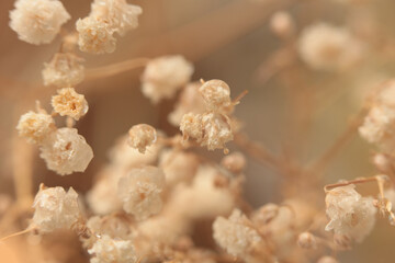 Smoke soft focus Gypsophila flower. Nature blur beige, brown neutral background.