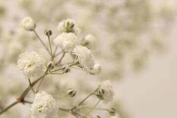 Smoke selective soft focus white Gypsophila Flower. Nature blur light beige background.
