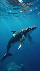 Fototapeta premium Small humpback whale in vibrant blue water, playful surfacing , newborn, playful