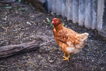 Brown Hen Walks Along Dirt Path Near Wire Fence Inside a Poultry Yard