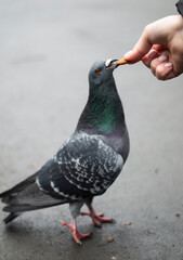 The pigeon eats from the hand