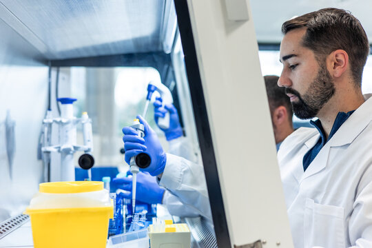Scientists working with micropipettes inside a sterile fume hood in laboratory 