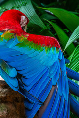 Obraz premium blue and yellow macaw