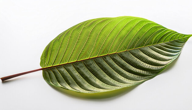 mitragyna speciosa sparkling kratom leaves on white heritage