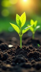 Fototapeta premium Bright sunlight illuminates young saplings pushing through dark earth , spring, stock photo