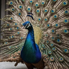 Naklejka premium A majestic peacock with its feathers slightly fanned out on a white background.