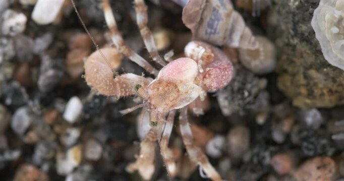 Hermit crab Pagurus pubescens close-up, Decapoda order. Size about 4 cm. White Sea