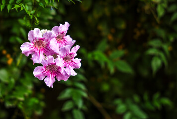 Morocco, Marrakech. Majorelle Garden (Jardin Majorelle)