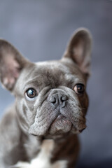 Adorable Blue French Bulldog Portrait – Cute Puppy with Big Ears and Curious Expression on Grey Background – Stock Photo for Pet Lovers, Dog Breeders, and Animal-Themed Marketing Projects