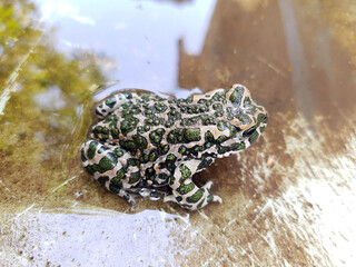 Green frog in water close up