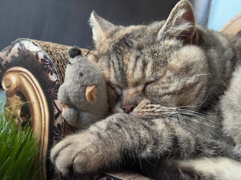 Cute cat sleeping with toy mouse on the pet bed.