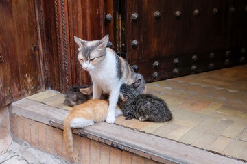 Marrakech, Morocco. Feral car mother nursing her kittens.