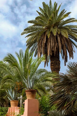 Fototapeta premium Marrakech, Morocco. Lush, tropical date palm trees.
