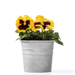 Yellow pansies in a metall bucket on white background