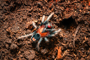 Cyriocosmus elegans the dwarf tarantula with a heart. The most striking feature of this spider is its heart-shaped abdomen, which has earned it the nickname 